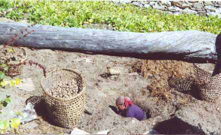 Cold Storage- Potatoes.jpg (23451 bytes)