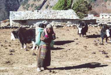 Collecting Yak Dung.jpg (20230 bytes)